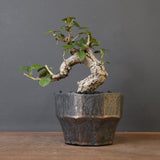 【雷土陶器鉢】オオハマボウ　EC1994