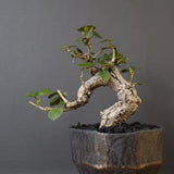 【雷土陶器鉢】オオハマボウ　EC1994