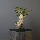 【雷土陶器鉢】オオハマボウ　EC1994