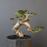 【雷土陶器鉢】オオハマボウ　EC1994