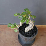 【雷土陶器鉢】オオハマボウ　EC1994