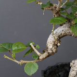 【雷土陶器鉢】オオハマボウ　EC1994