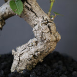 【雷土陶器鉢】オオハマボウ　EC1994