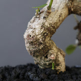 【雷土陶器鉢】オオハマボウ　EC1994