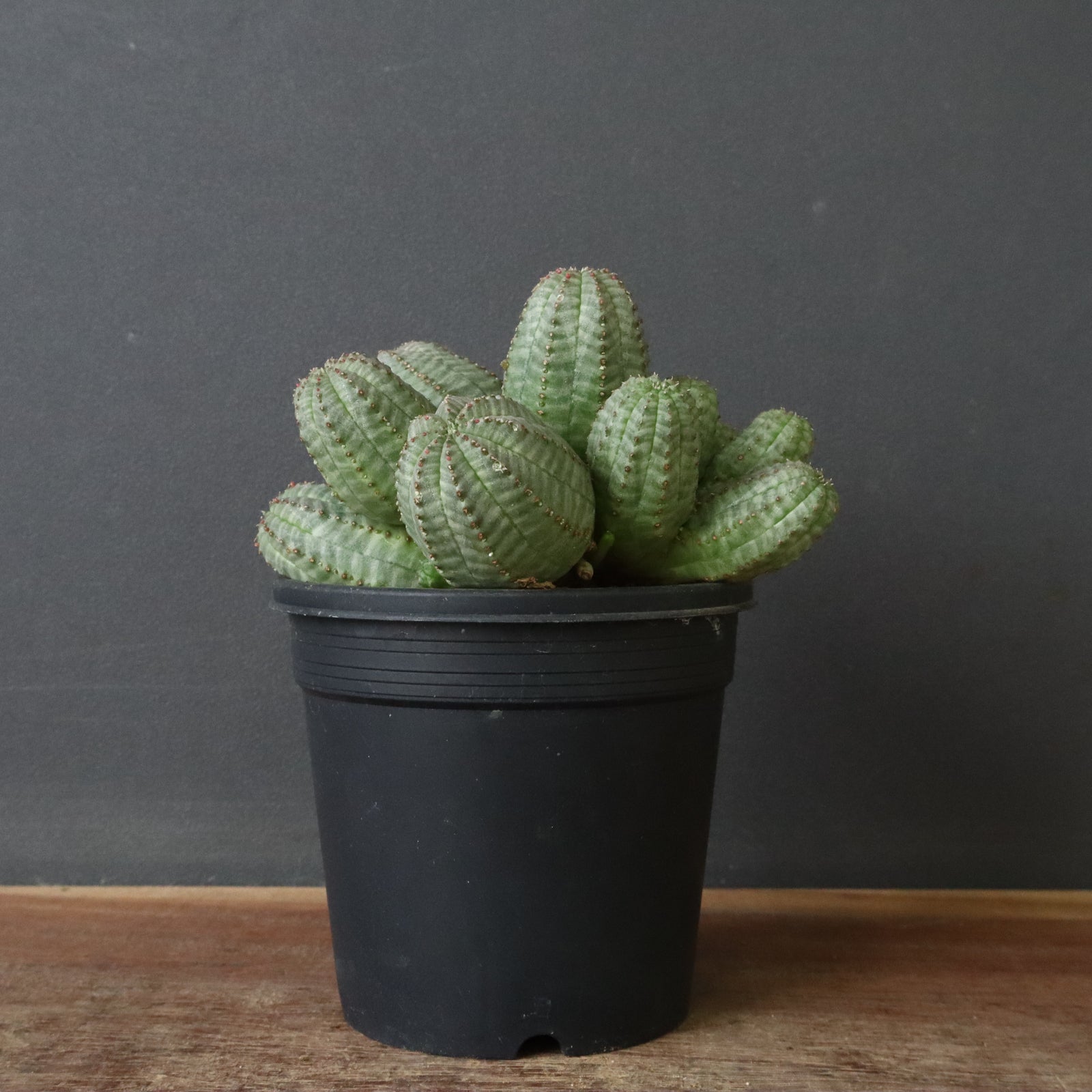 E.オベサ（実生）04 – TaiShoDo ONLINE SHOP