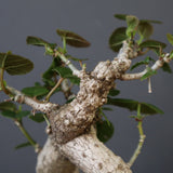 【雷土陶器鉢】オオハマボウ　EC1994