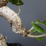 【雷土陶器鉢】オオハマボウ　EC1994