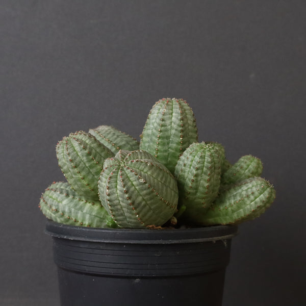 E.オベサ（実生）04