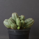 E.オベサ（実生）04