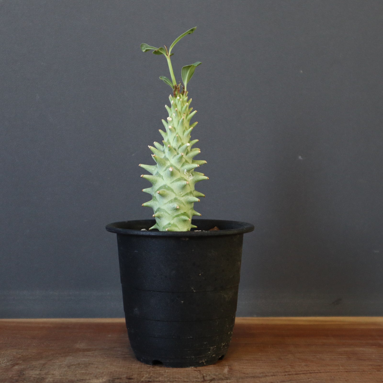 11月中旬入荷 20粒 ユーフォルビア ロンギツベルクローサ 種 ユーフォルビア ロンギツベルクローサ | hanayoshi-botanical