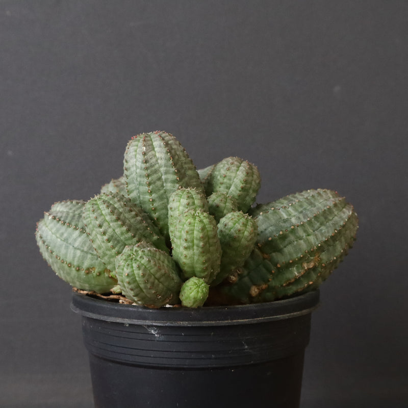 E.オベサ（実生）04