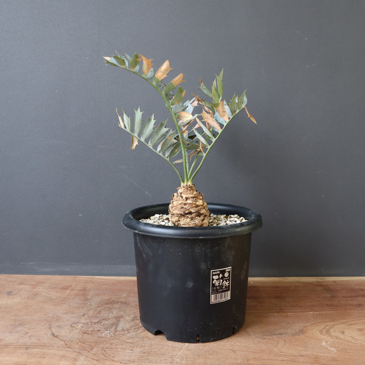 ソテツ – TaiShoDo ONLINE SHOP ソテツ – TaiShoDo ONLINE SHOP