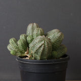 E.オベサ（実生）04