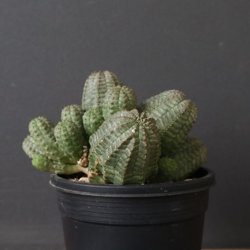 E.オベサ（実生）04