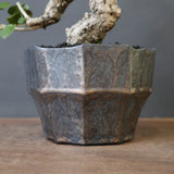 【雷土陶器鉢】オオハマボウ　EC1994