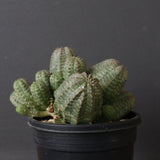 E.オベサ（実生）04