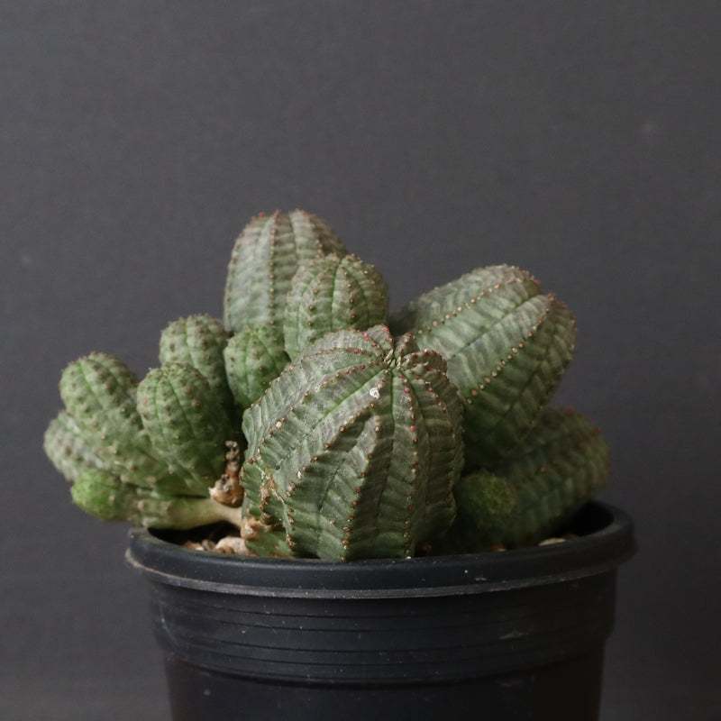 E.オベサ（実生）04