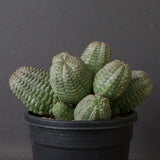 E.オベサ（実生）04