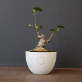 【QUTOTEN.】オオハマボウ　EC1995