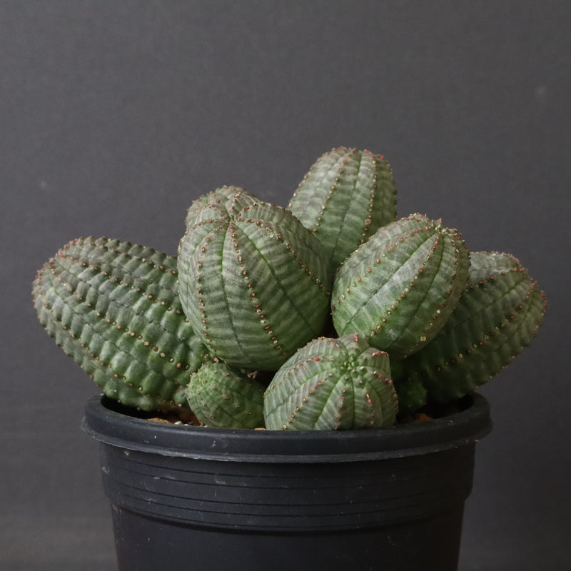 E.オベサ（実生）04