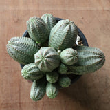 E.オベサ（実生）04