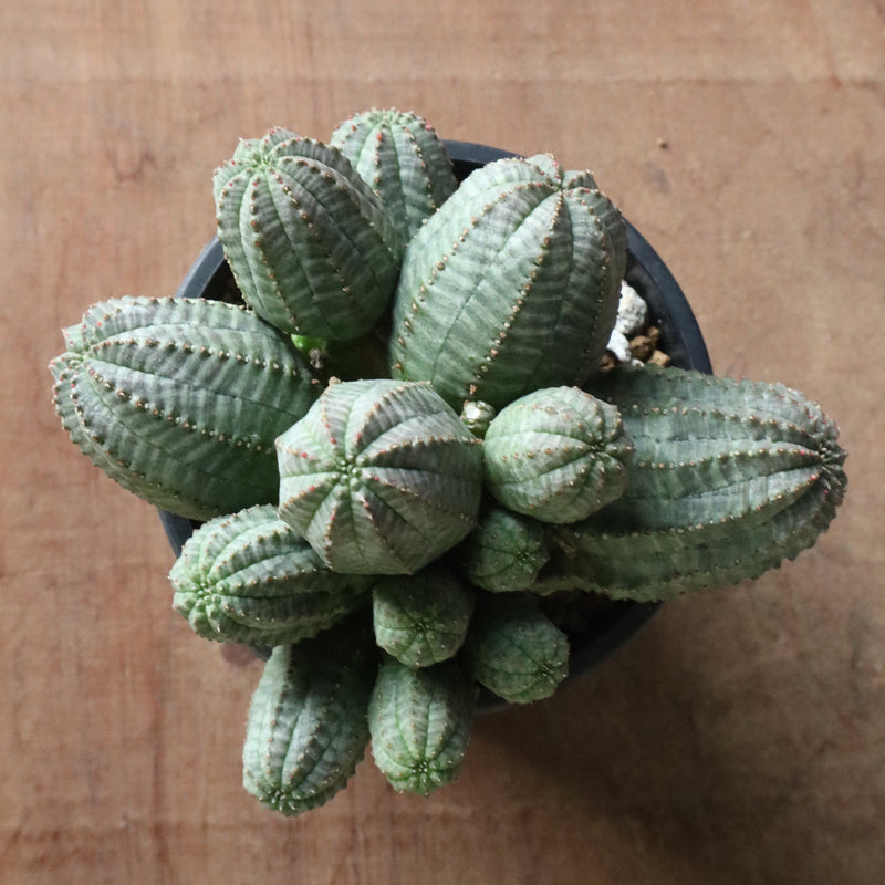 E.オベサ（実生）04