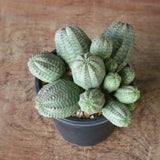 E.オベサ（実生）04