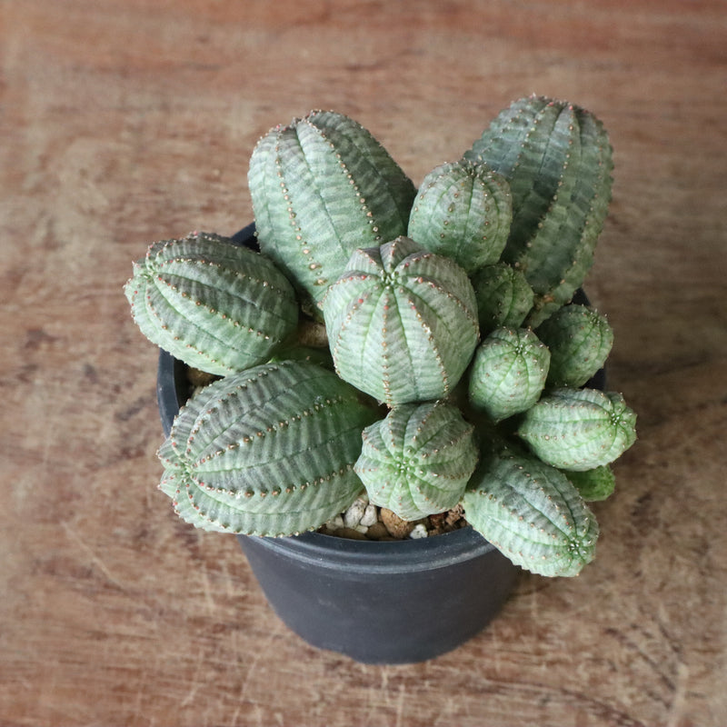 E.オベサ（実生）04