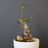 【QUTOTEN.】オオハマボウ　EC1995