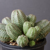 E.オベサ（実生）04