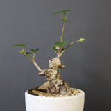 【QUTOTEN.】オオハマボウ　EC1995