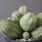 E.オベサ（実生）04