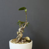 【QUTOTEN.】オオハマボウ　EC1995