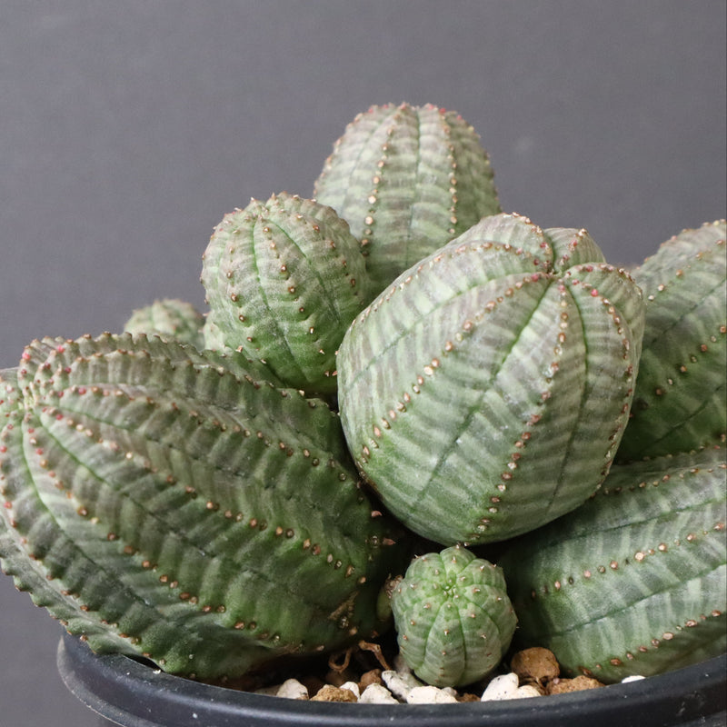 E.オベサ（実生）04