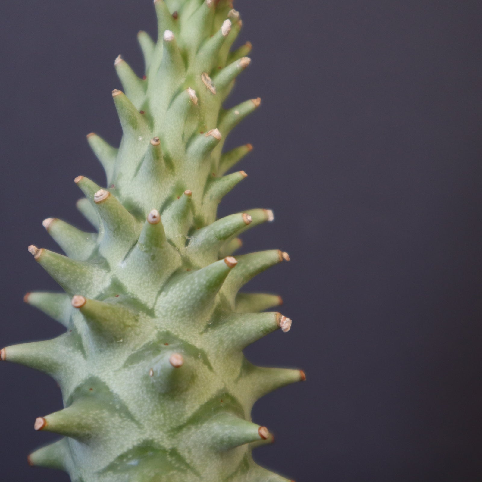 ユーフォルビア　ロンギツベルクローサ　実生 新着】ユーフォルビア ロンギツベルクローサ☆Euphorbia