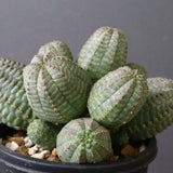 E.オベサ（実生）04