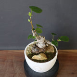 【QUTOTEN.】オオハマボウ　EC1995