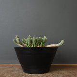 E.コリクリナ 03