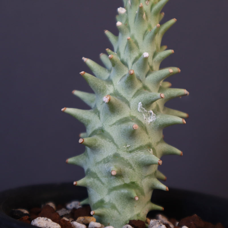 ユーフォルビア　ロンギツベルクローサ　実生 ユーフォルビア ロンギツベルクローサ3 | STELLA.PLANTS
