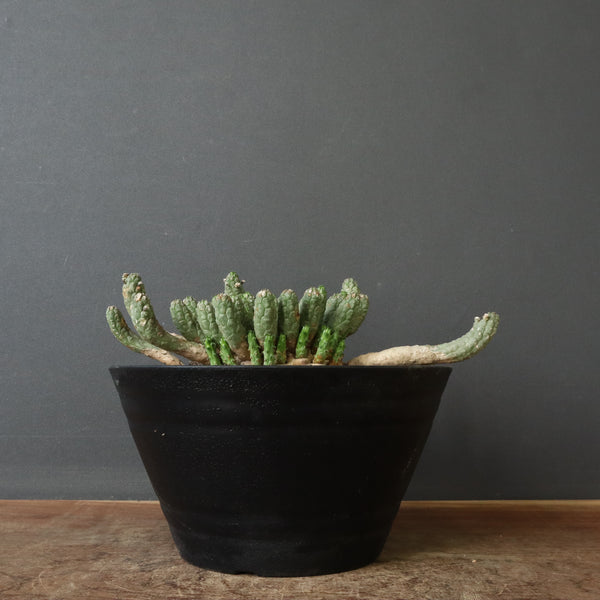 E.コリクリナ 03