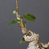 【QUTOTEN.】オオハマボウ　EC1995