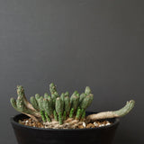 E.コリクリナ 03