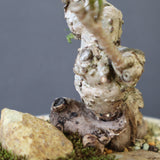 【QUTOTEN.】オオハマボウ　EC1995