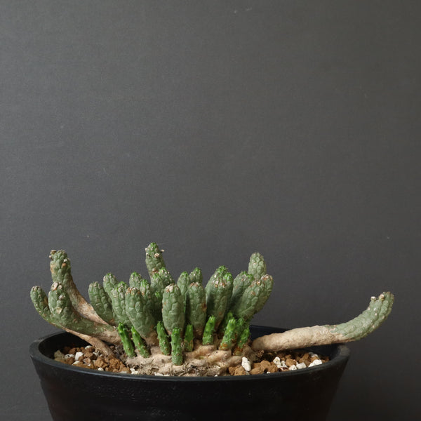 E.コリクリナ 03