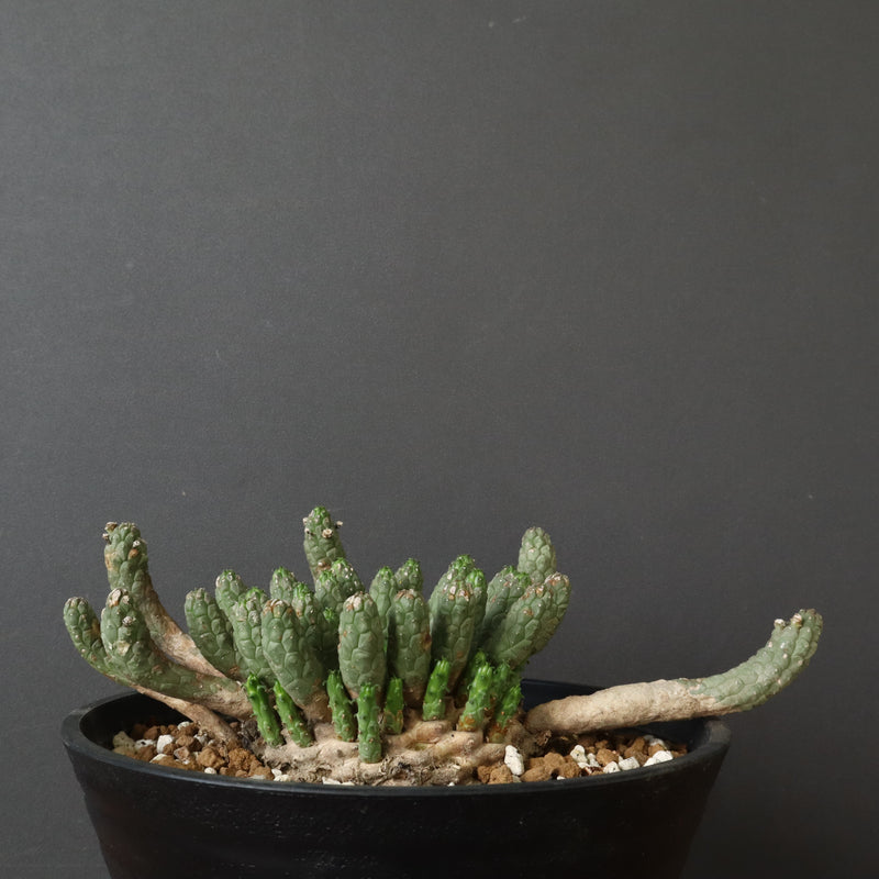 E.コリクリナ 03