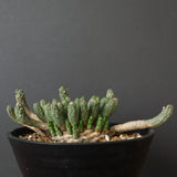 E.コリクリナ 03