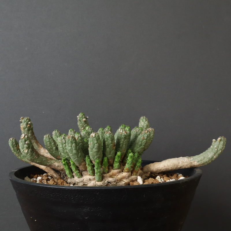 E.コリクリナ 03