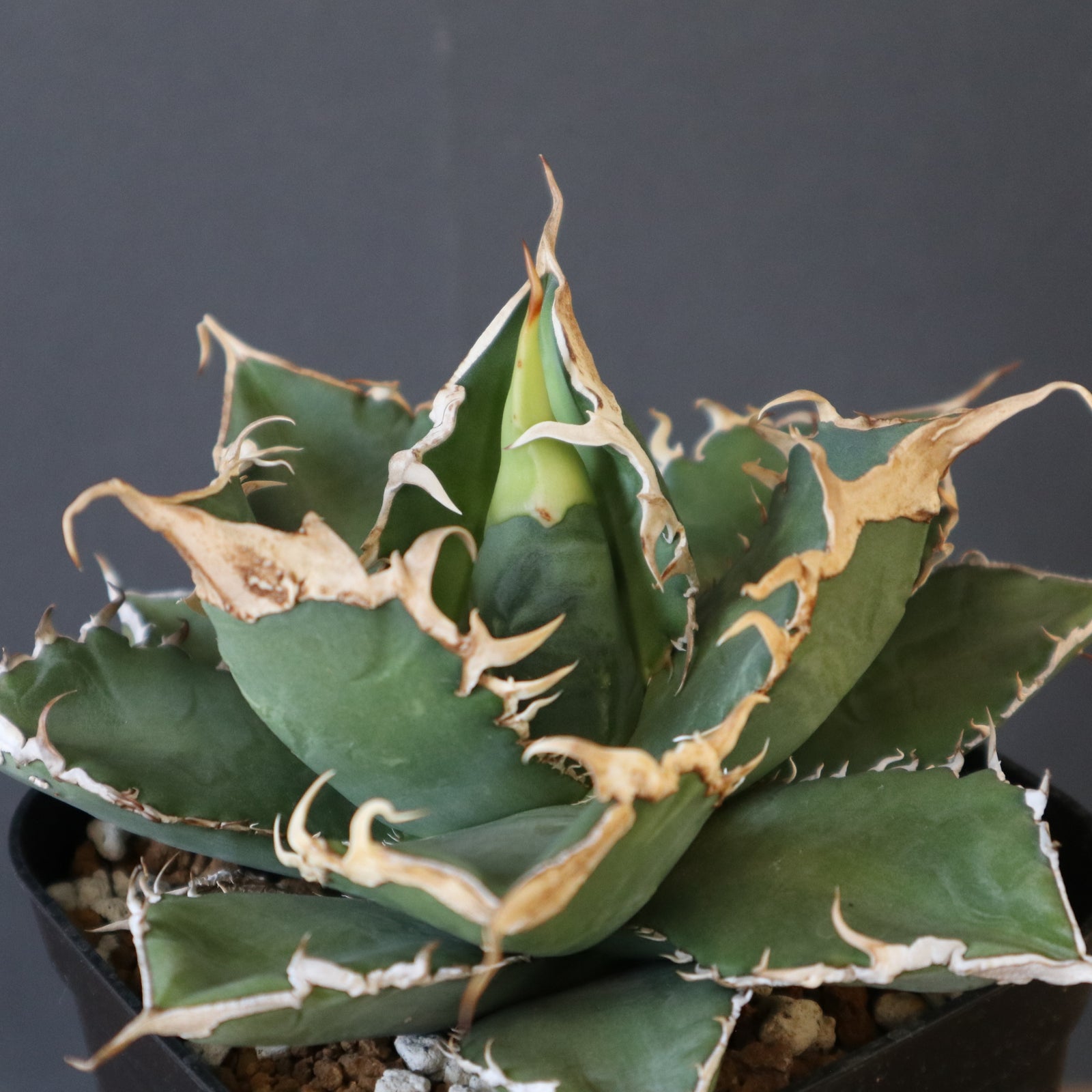アガベ オテロイ 緑幽霊 初代親株 A128 Agave titanota 