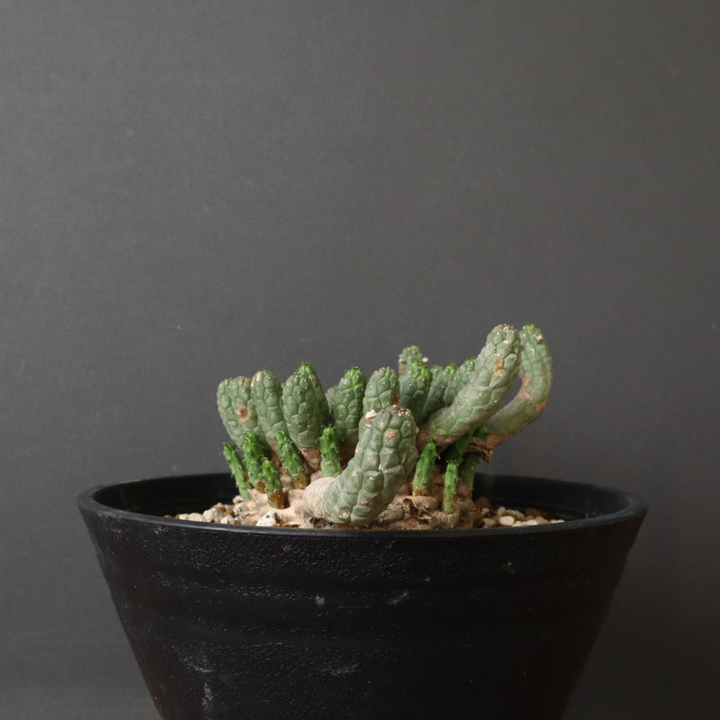 E.コリクリナ 03