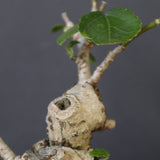 【QUTOTEN.】オオハマボウ　EC1995